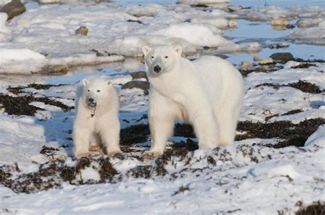 Climate Change Forcing Polar Bears To Go On Diet Cbs News