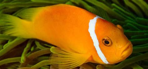 La multiplicación de los panes y los peces es uno de los milagros de jesús quien, con una pequeñísima cantidad de alimento, fue capaz de dar de comer a toda una multitud. 20 Curiosidades de los peces que te encantará saber
