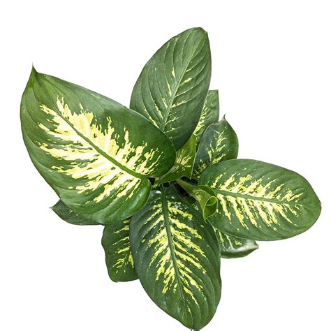 Buy Dieffenbachia Direct From The Greenhouse