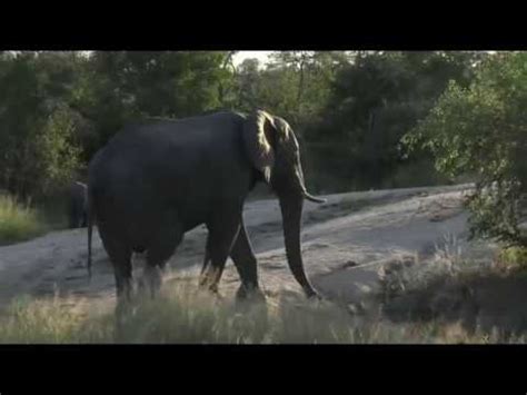 April Extended Sighting With A Huge Elephant Bull In Full Musth With Jamie Youtube