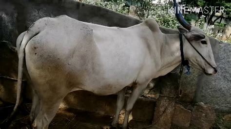 Attractive Amrit Mahal Cow Pregnant Cow Youtube