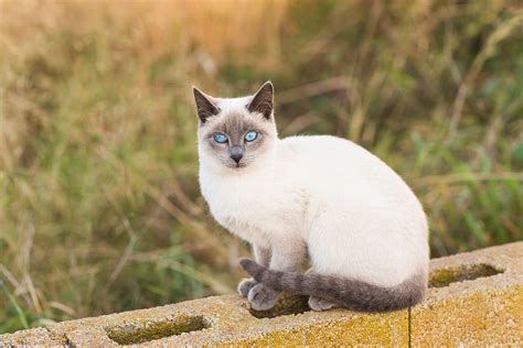 Their incredibly affectionate disposition makes them prone to depression if left alone too long. Applehead Siamese Cat: Info, Traits, Facts & Pictures ...