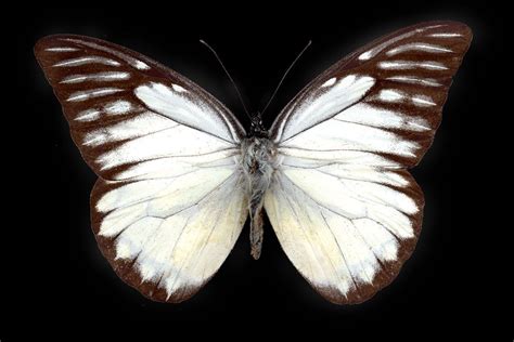 White Butterfly Andrew Levine Photography Fine Art Photography For