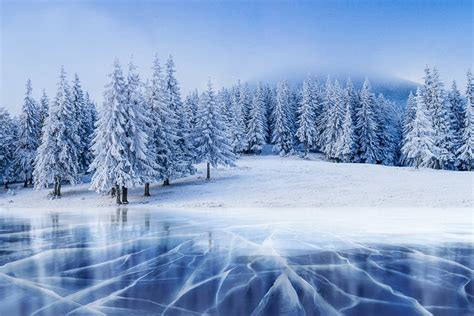 Winter Forest Wall Mural Frozen Lake Wallpaper Large Wall Mural Self