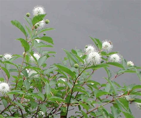 Button Bush Or Buttonbush Cephalanthus Occidentalis 09a Flowering