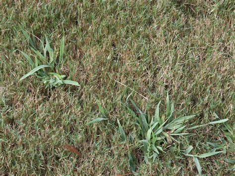 Crabgrass In Bermuda Walter Reeves The Georgia Gardener