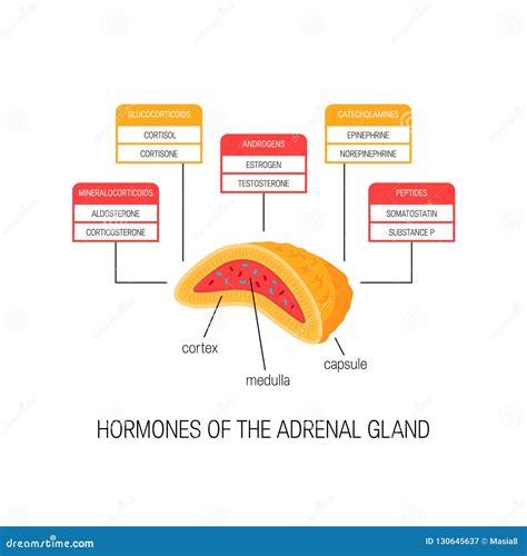 Hormones Of The Adrenal Gland Vector Diagram Stock Vector
