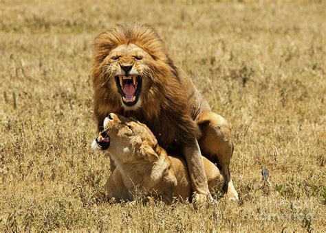 Lions Mating Photograph By Michael Wicks Pixels