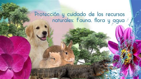 Protección Y Cuidado De Los Recursos Naturales Flora Fauna Y Agua