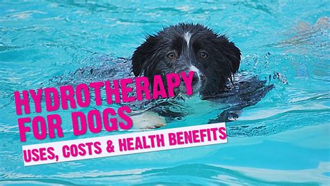Canine Hydrotherapy Guide Benefits Of Hydrotherapy For Dogs