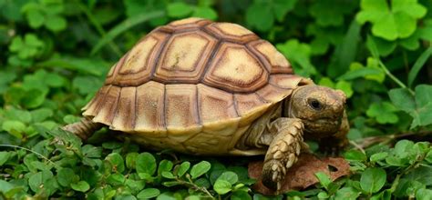 Whip snakes, bronzebacks, slug tortoises & turtles from malaysia. Tortoises and Turtles for Sale | UK Delivery | Urban Exotics