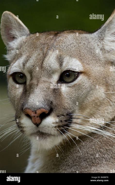 Cougar Puma Concolor Stock Photo Alamy