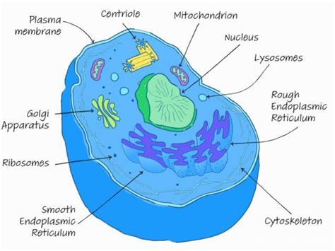 Eukaryotic Cell Structure And Function Chart Google S Vrogue Co