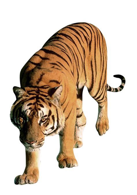 Tiger Png Download Png Image Tiger Png23245png Images