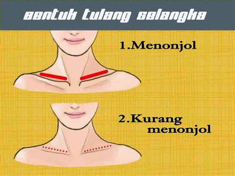 Tubuh kita memiliki otot dan tulang yang memberikan bentuk dan berfungsi untuk menompang tubuh kita, lalu tulang dan otot apa. Kepribadian Seseorang Dari Bentuk Tulang Selangkanya
