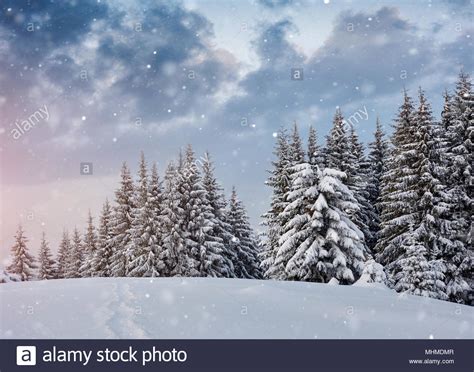 Winter Landscape Trees And Fence In Hoarfrost Background With Some