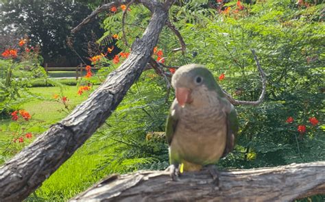 Green Quaker Parrots Birds For Sale In Texas Bird Breeder Near Me