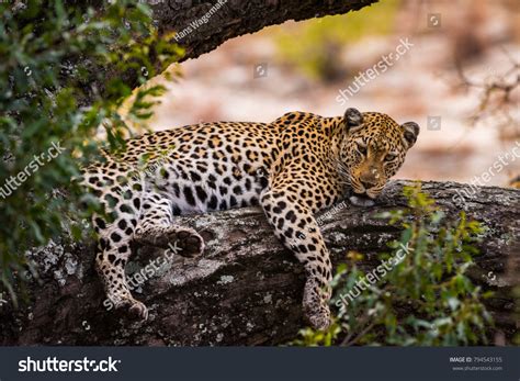 Leopard Lying On Large Tree Branch Stock Photo Edit Now 794543155