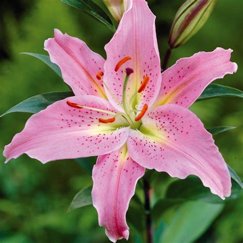 List 94 Pictures Pictures Of Lily Plants Stunning