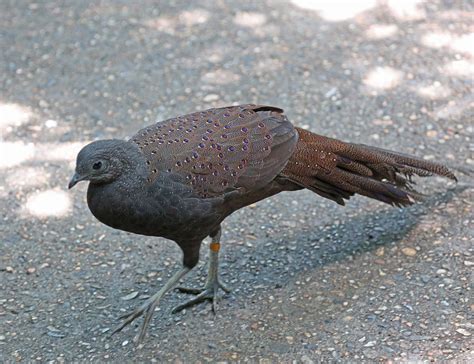 Video i 4k og hd klar til næsten enhver nle nu. Pictures and information on Mountain Peacock-Pheasant