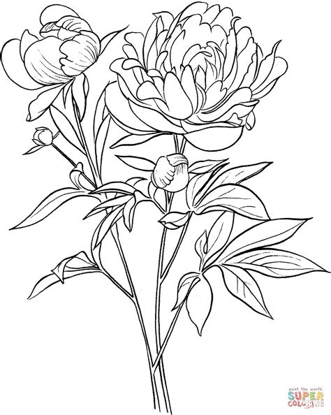 Paeonia Officinalis or European Common Peony coloring page | Free