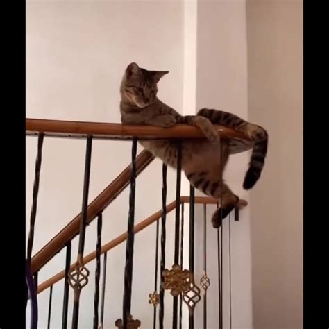 funniest cats 😹 don t try to hold back laughter 😂 funny cats life 28