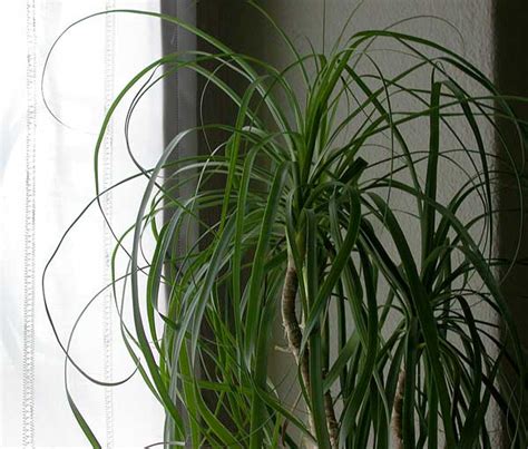 Le piante da appartamento alte. Piante da appartamento: Beaucarnea recurvata, detta "mangiafumo" | FloraBlog