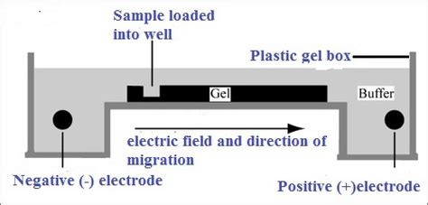 Agarose Gel Electrophoresis Principle