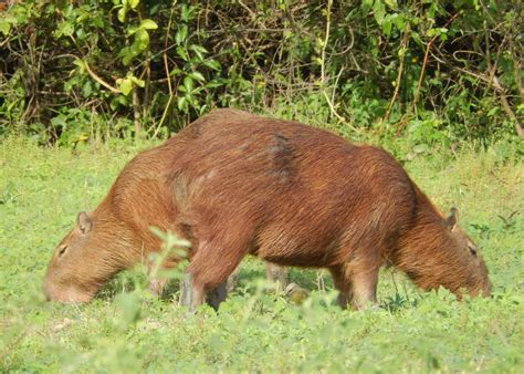 Animals Of The Bolivian Pampas Stowaway Travel Writing And Editorial