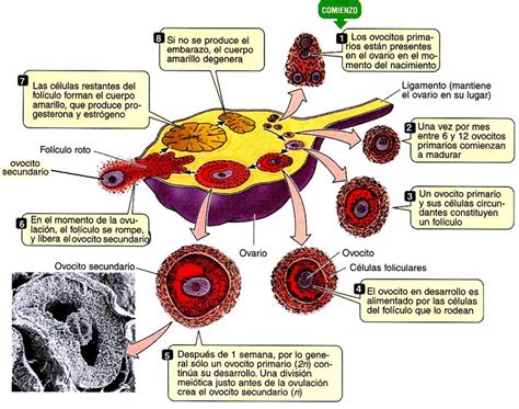 La Ovogénesis corresponde al proceso de formación de Ovulos Blog de Biología
