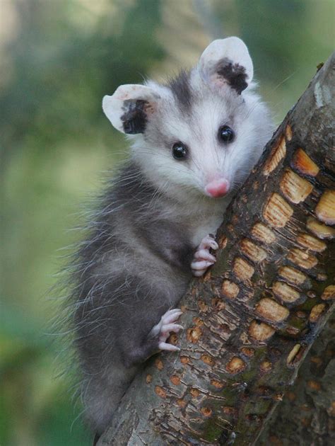 Baby Opossum Photograph By Adrienne Smith