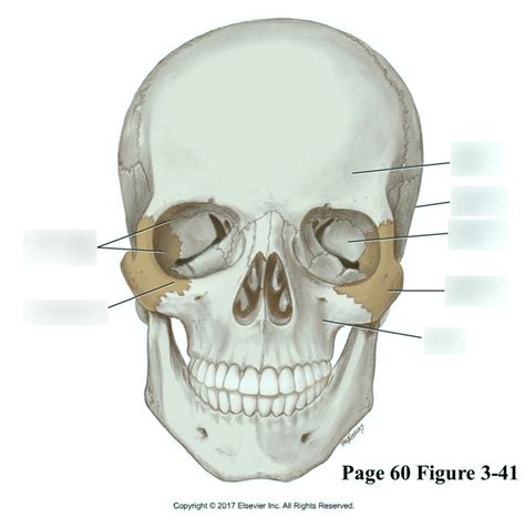 Head And Neck Anatomy Bones Quiz Diagram Quizlet