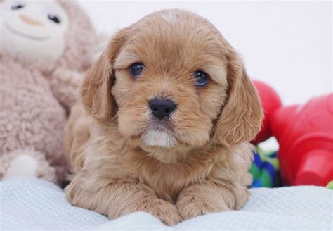They seem to take the best from both breeds. Cavoodle Puppies For Sale | Chevromist Kennels Puppies ...