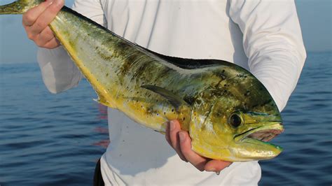 Mahi Mahi Hit A Couple Of Miles Off Inlets