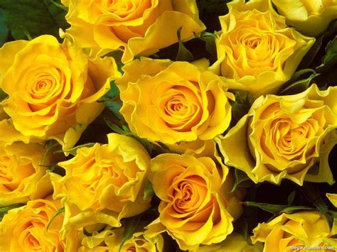 Colors Of Roses Yellow Roses