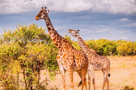Masai Giraffe Maasai Mara The Masai Giraffe Giraffa