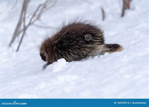 Porcupine Walks Across Snowy Ground Stock Photo Image Of Snow White