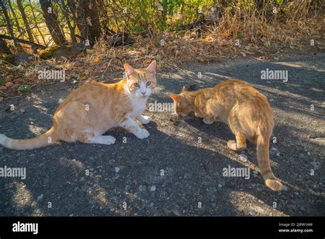 Two Stray Cats Stock Photo Alamy