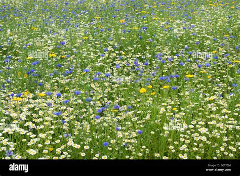 English Wildflower Meadow Stock Photo Alamy