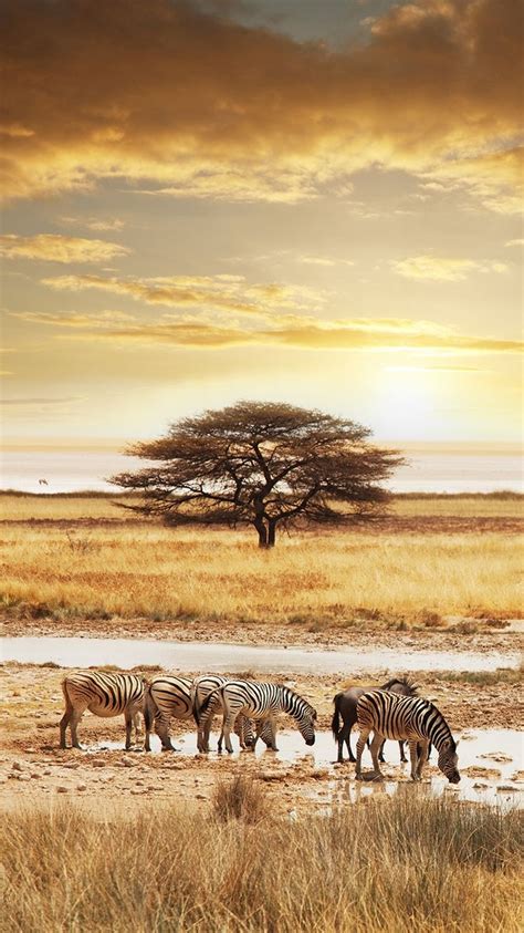 Pin By Joy Nielsen On Beautiful Things African Wildlife Africa