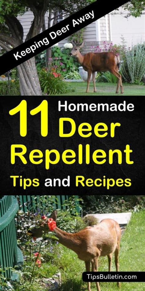 Maybe you would like to learn more about one of these? 11 Brilliant DIY Ideas for Deer Repellents | Deer ...