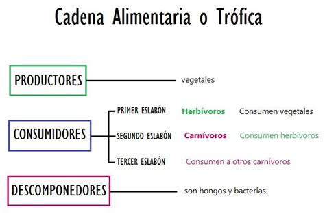 Mapa Conceptual De Nutrición Heterótrofa TEMAN BELAJAR
