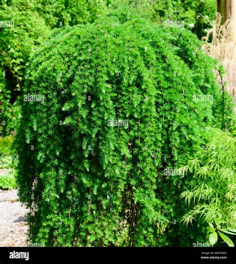 Dwarf Weeping Conifer Tsuga Heterophylla ‘thorsens Weeping Stock