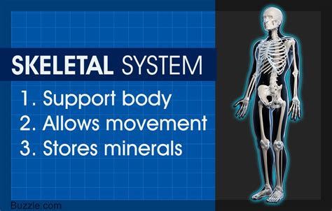 Skeletal System Support Function