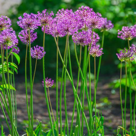 Allium Aflatunense Bulbs Purple Flowering Onion Easy To Grow Bulbs