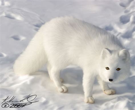 Cute Winter Animal Wallpaper (48+ images)