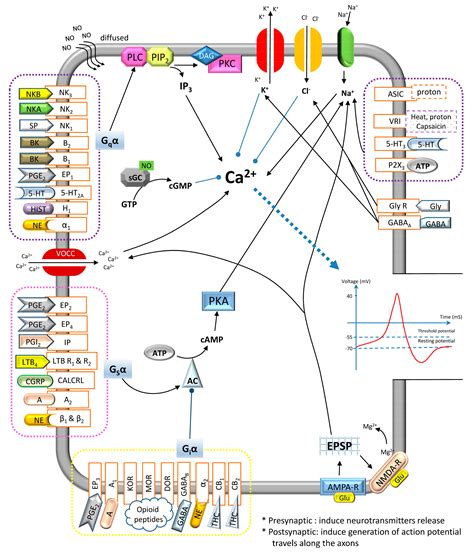 Ijms Free Full Text General Pathways Of Pain Sensation And The
