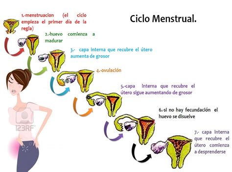 Anatomia Del Aparato Reproductor Femenino Ciclo Menstrual Hormona
