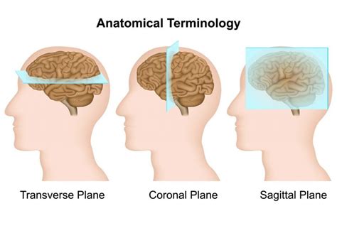 Anatomical Terminology Basics Facty Health