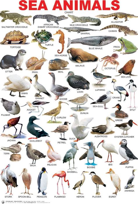 7 best SEA ANIMALS LIST NAMES images on Pinterest | Names, Animal